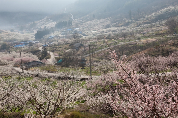 3월 경남 가볼만한 곳 남해·의령·고성·양산까지!…지금 봄꽃구경하기 좋은 시기