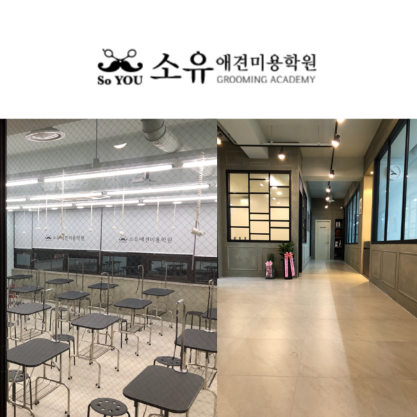 부산 소유애견미용학원 100% 자견 수업 진행으로 높은 취업률로 눈길