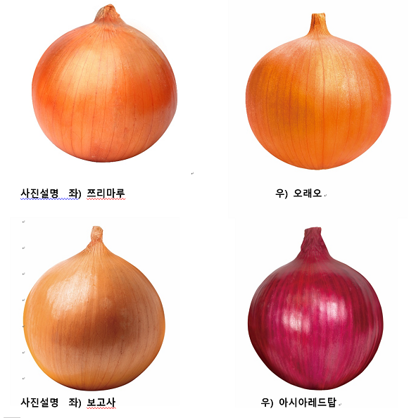 하반기 농사준비 시작... 양파 어떤 품종 심을까?