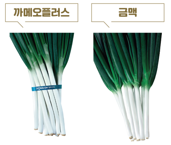 동오시드, 대파 종자 까메오플러스 추천