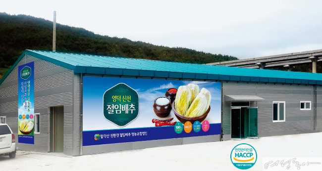 [kimchi] 김치 맛이 제대로, 영덕 신선 절임배추