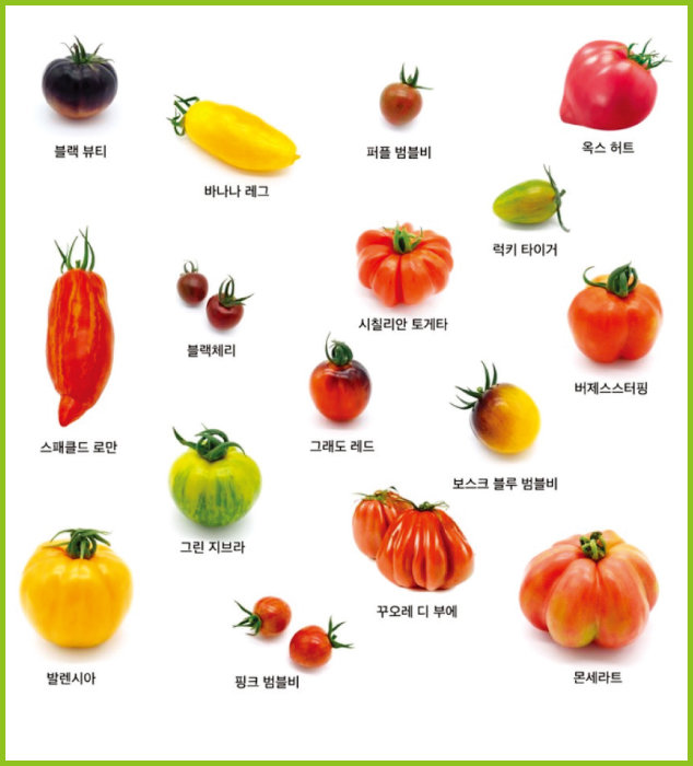 ‘토마토는 흔하다’는 편견에 반기 든 당찬 토마토