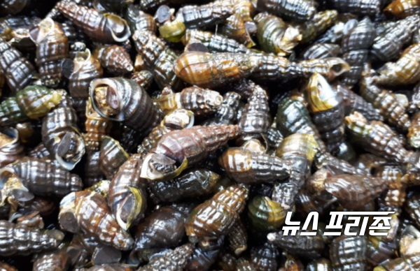 충주 탄금호와 남한강에 다슬기 85만 마리 방류