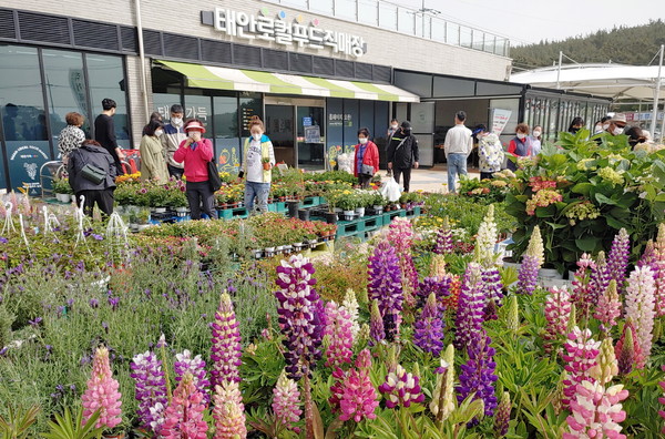 태안 로컬푸드 직매장 꽃 시장에 손님들 북적