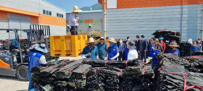고흥 명품 건다시마 본격 위판