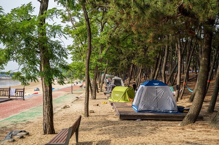 충남 보령시, 제5회 용두솔밭어울림축제 개최