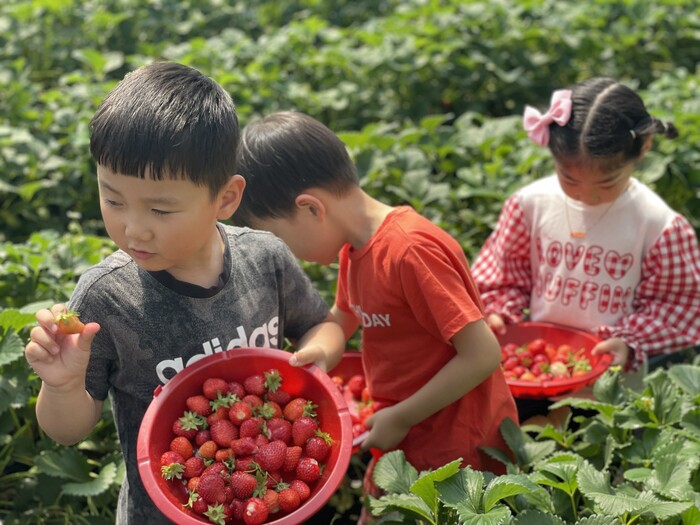 함양 수동어린이집 원아들 딸기 따러 왔어요!
