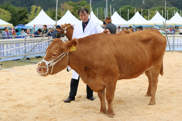 경기도, 평화누리서 한우경진대회 열린다