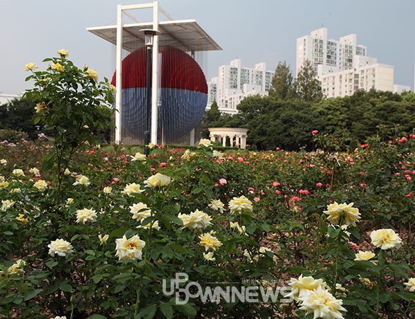 서울 올림픽공원 측백나무, 폭염에도 우아한 자태! 몽촌토성 걷기운동 코스 옆 언덕에서 나홀로 푸르러