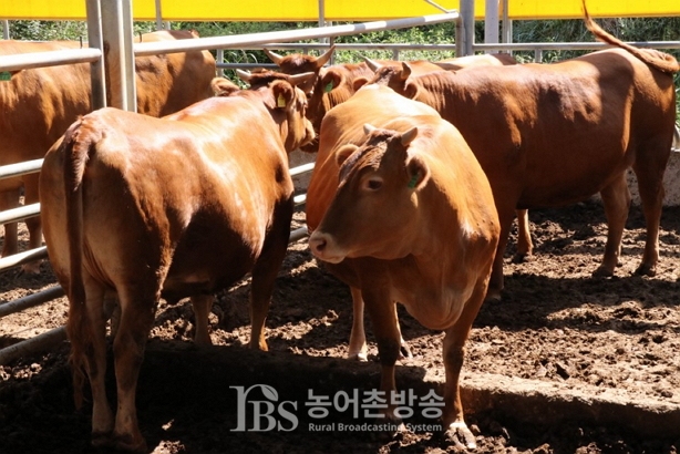 추석 선물론 장흥한우가 최고...김성 장흥군수 내 고향 건강밥상 출연