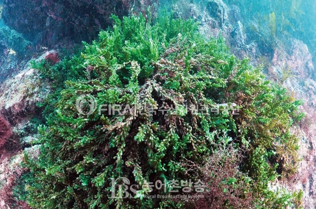 한국수산자원관리공단, 해조류 부착기질 개선사업 추진...해조류 서식지 복원과 일자리 창출