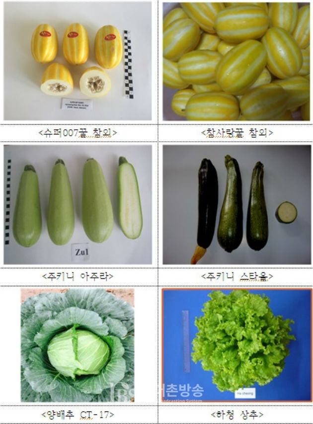 [농업한류 결실] 베트남 정부, 한국산 채소 4개작물 품종 국가장려품종에 선정