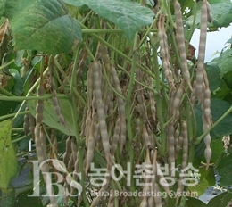 농진청, 키우기 쉬운 콩과 팥...여름철 텃밭 작물로 제격