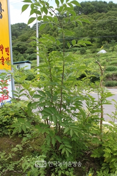 [기획] 지리산의보석같은약초이야기 - 직장생활하다 산에 재미들어 완전히 산사람 됐다