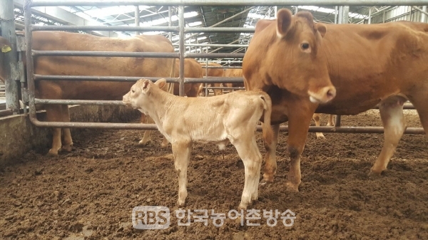 전북 축산시험장, 한우 우량 수정란 600개 무상 공급