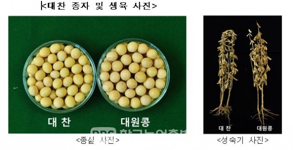 [농진청] 수량 많고 기계수확 쉬운 콩, 선풍· 대찬 인기 쑥