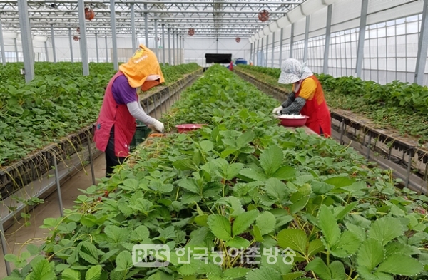 전남농업기술원, 금년도 딸기 원원묘⋯5만주 보급