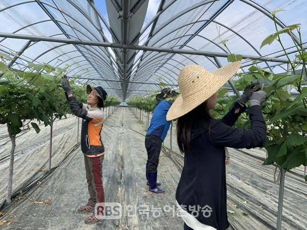 남원시 운봉읍, 도시과 직원 농촌일손돕기 봉사활동 나서