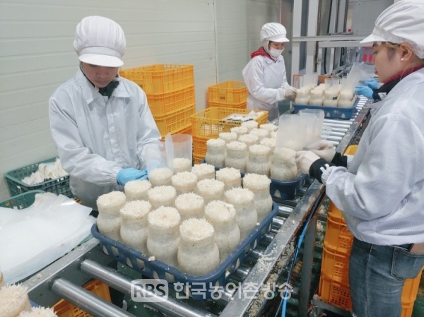 수출 팽이버섯 재배할 때 위생관리 이렇게