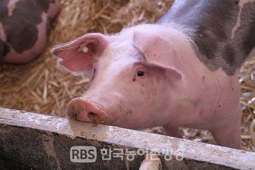 전북도, 구제역 백신 항체 양성률 전국 평균 상회