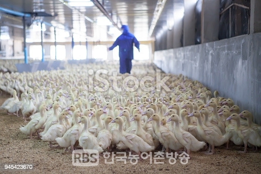 김제 만경읍 오리농장에서 조류인플루엔자(AI) 의사환축 확인