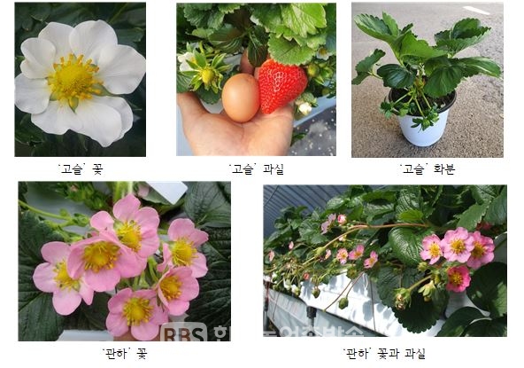 [농진청]  반려식물로 추천!  일 년 내내 꽃피는 국산 딸기고슬