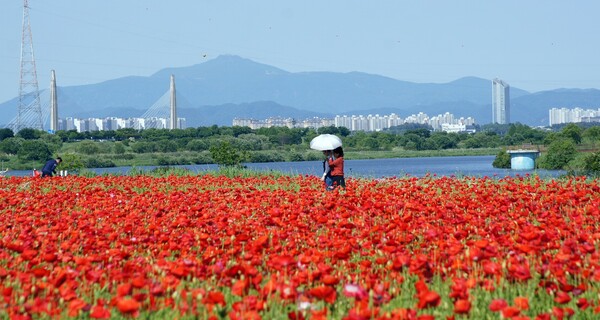 나주 영산포 홍어 축제..숙성 홍어 → 꽃양귀비 '오감 만족'