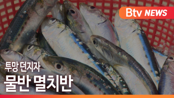 [B tv 부산뉴스] 투망 던지자, 물반 멸치반