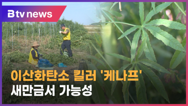 미래 친환경 식물 케나프, 새만금서 시험재배 (전주)