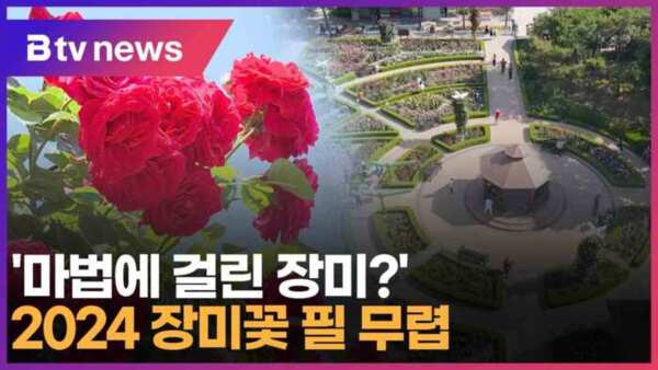 장미꽃 필(feel)무렵