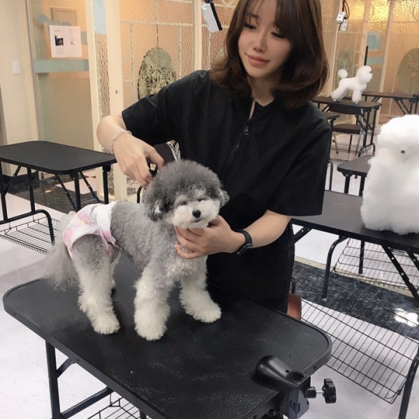 대구애견미용학원 이바우펫 창의적 펫뷰티션 양성 
