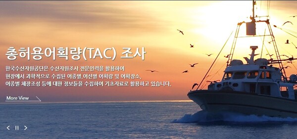 [수산업을 살리자] 총허용어획량 도입, 어민에 도움될까