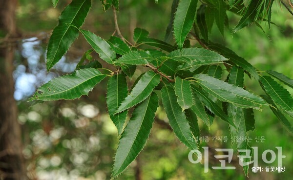 [소중한 우리나무 찾기] 상수리나무 3형제의 듬직함