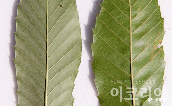 [소중한 우리나무 찾기] 상수리나무 3형제의 듬직함