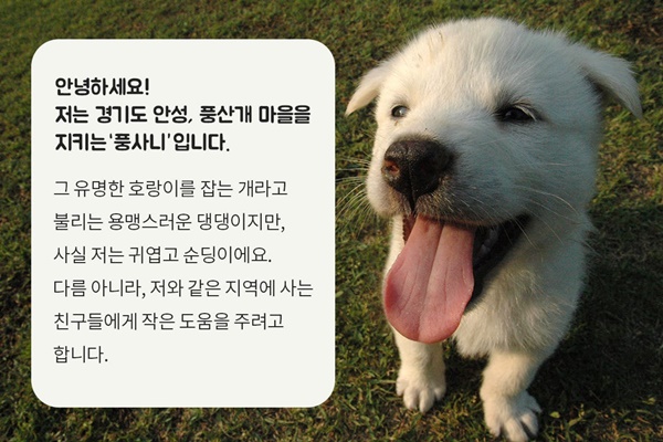 안성풍산개 체험농장 유기견 후원 풍사니의 지역 친구 사랑 진행