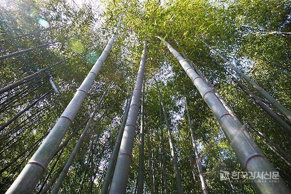 [강사의 서재] 저서 <나무가 좋아지는 나무책> 사계절을 빛내는 우리 곁의 나무