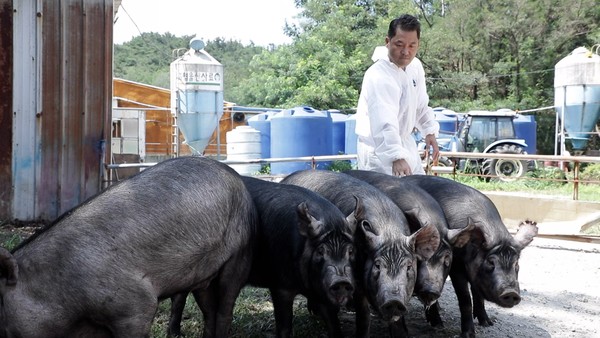 한국인의 밥상, 동파육 내장탕 파테 고추장찌개 풀드포크…신(新)돼지전