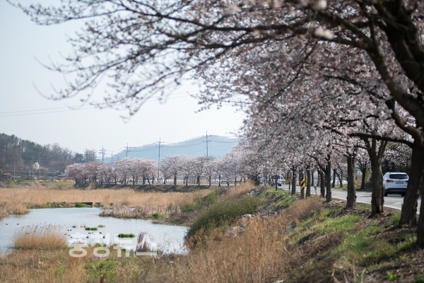 천안 북면으로 벚꽃놀이 오세요!
