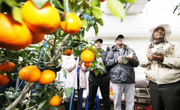 태안산 황금향, 높은 당도ㆍ특유의 맛과 향 외국인도 반해