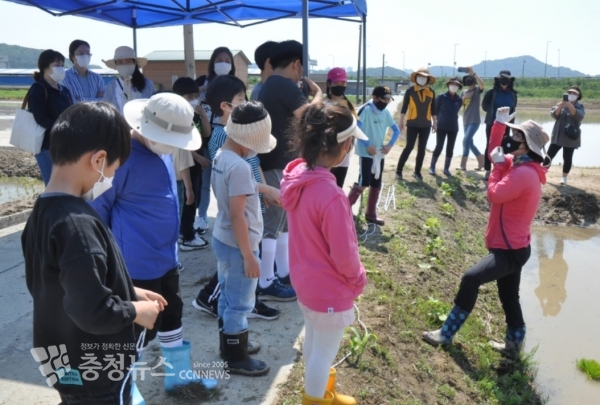 세종환경교육센터, 생태놀이와 손 모내기 체험 눈길