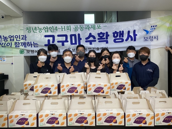 보령시, 청년농업인과 공동과제포 고구마 수확ㆍ나눔활동