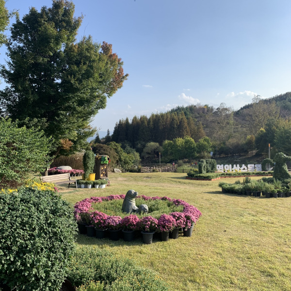 아산 영인산자연휴양림 국화 전시회 개최