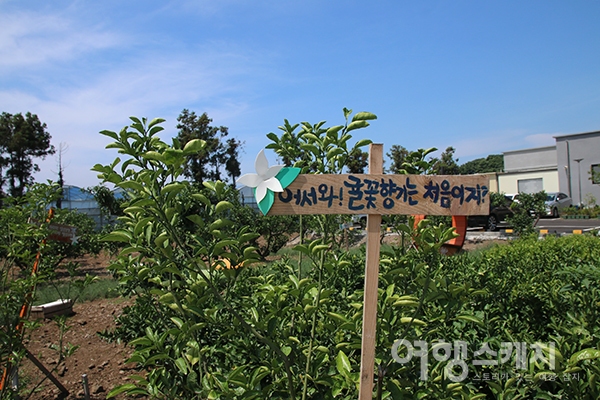 [쉬영갑서예 ①] 쇠소깍 구경하고, 감귤 체험까지, 서귀포시 하효마을