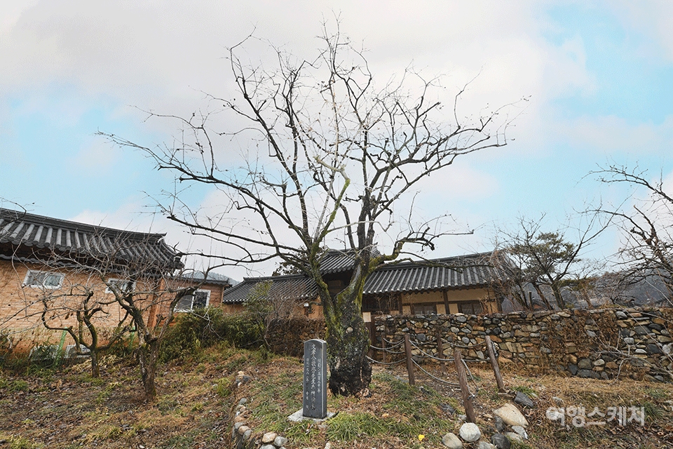 [K-스테이 ①] 산청 남사예담촌, 내 집처럼 아늑하고 편안함. 정원이 아름다운 곳 예담한옥