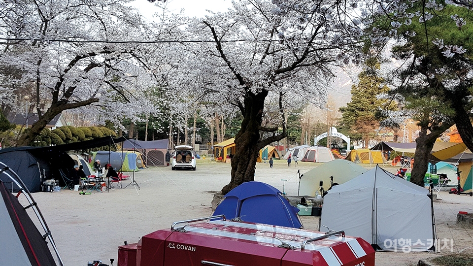 [봄꽃 로드]봄, 사랑, 봄꽃 엔딩 로드 트립 봄꽃 터널로 떠나는 가족여행