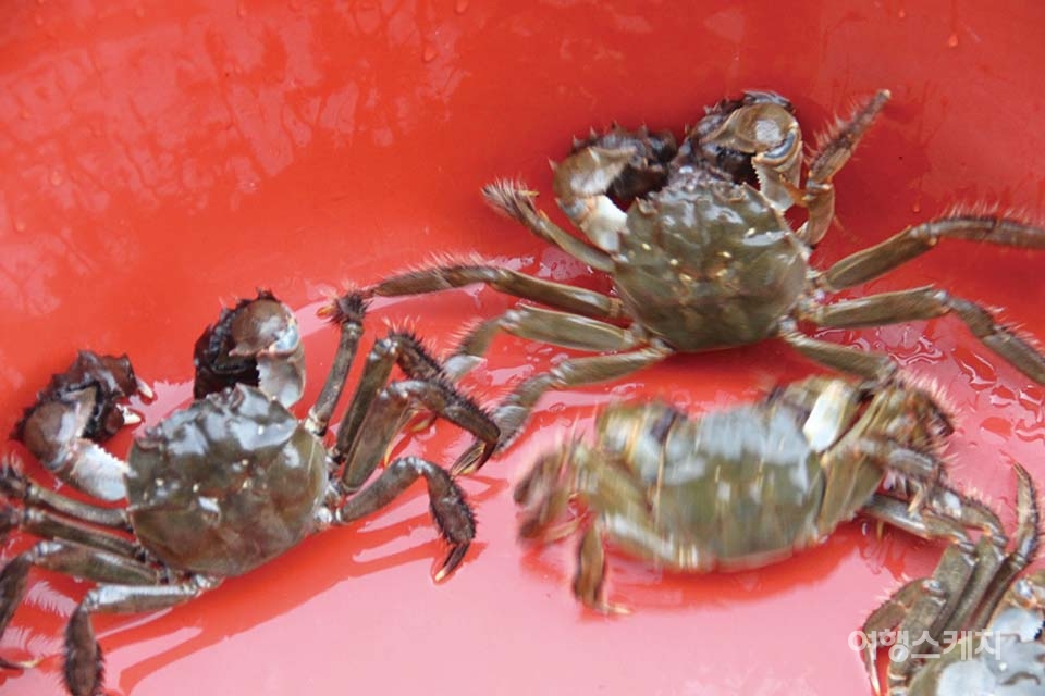 [수산물 따라가는 맛있는 전남여행] 생장하는 섬진강 참게탕 & 참게장