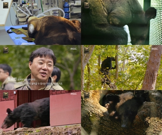 다큐멘터리 곰 반달가슴곰, 회복 한달만 나무타기+동면 중 출산까지 기적
