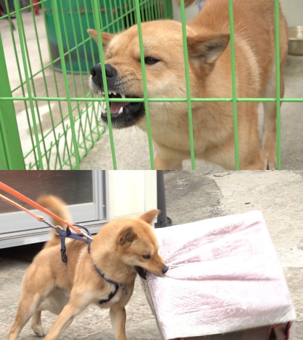 개훌륭 카센터 보문이, 물림 사고까지…강형욱 만지지 않겠다