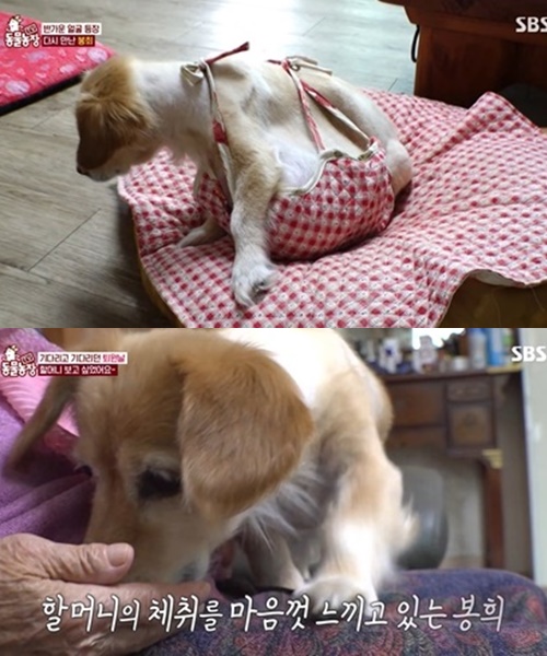 TV동물농장 백호와 봉희의 메리 크리스마스...감동 그 자체