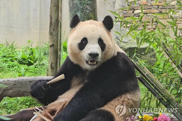 학대 논란 中판다센터, 가짜뉴스 유포자들 경찰신고